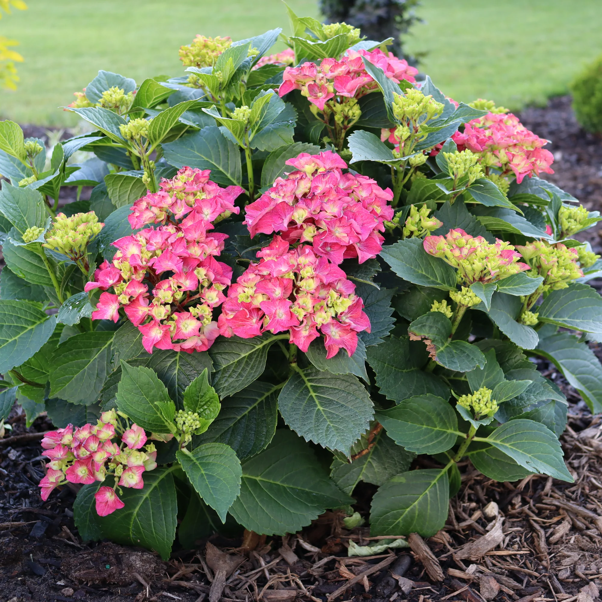 Wee Bit Grumpy® Bigleaf Hydrangea (macrophylla) - Image 5