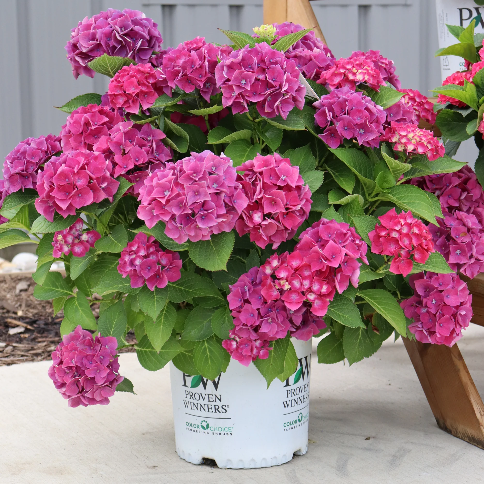 Wee Bit Grumpy® Bigleaf Hydrangea (macrophylla) - Image 6