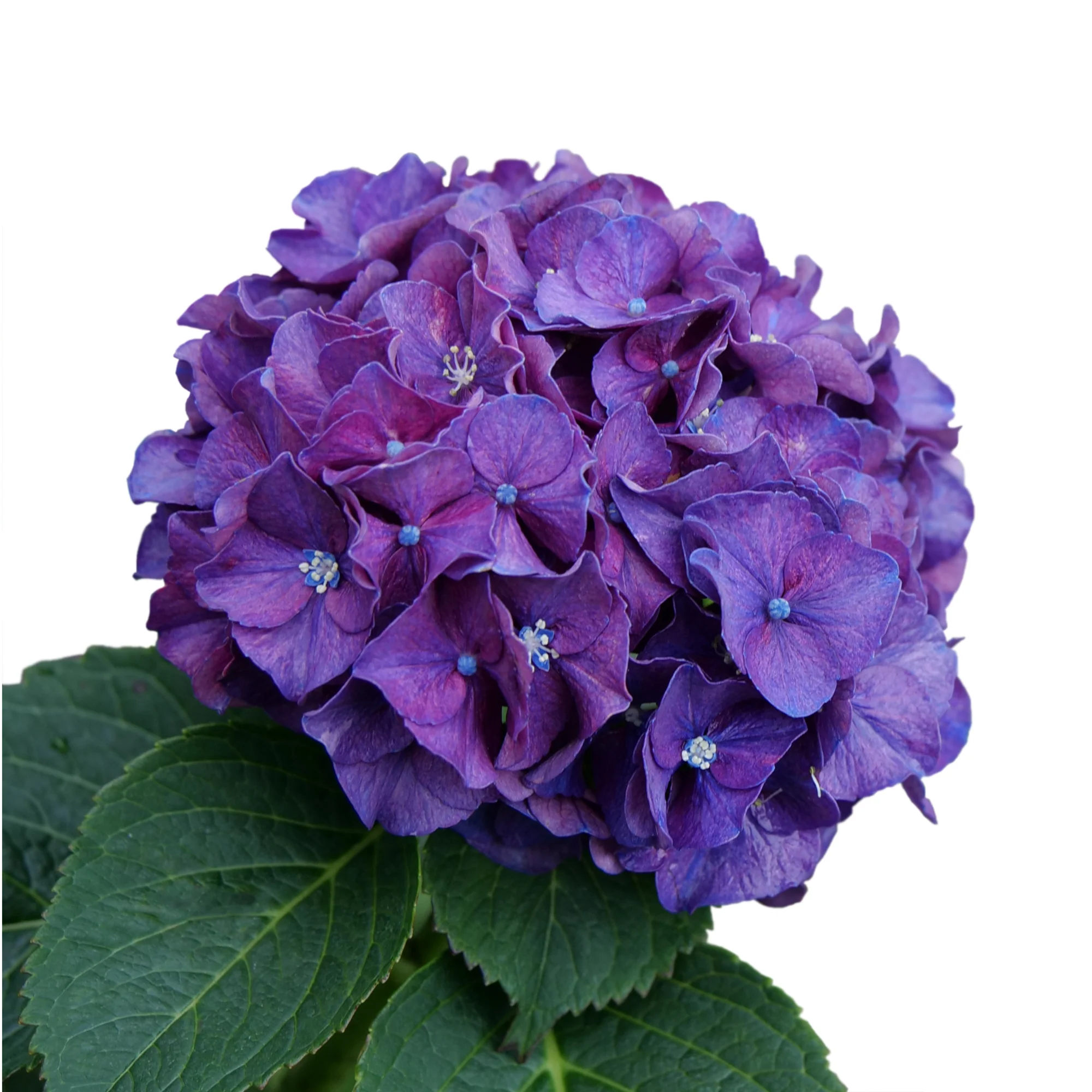 Wee Bit Grumpy® Bigleaf Hydrangea (macrophylla) - Image 7