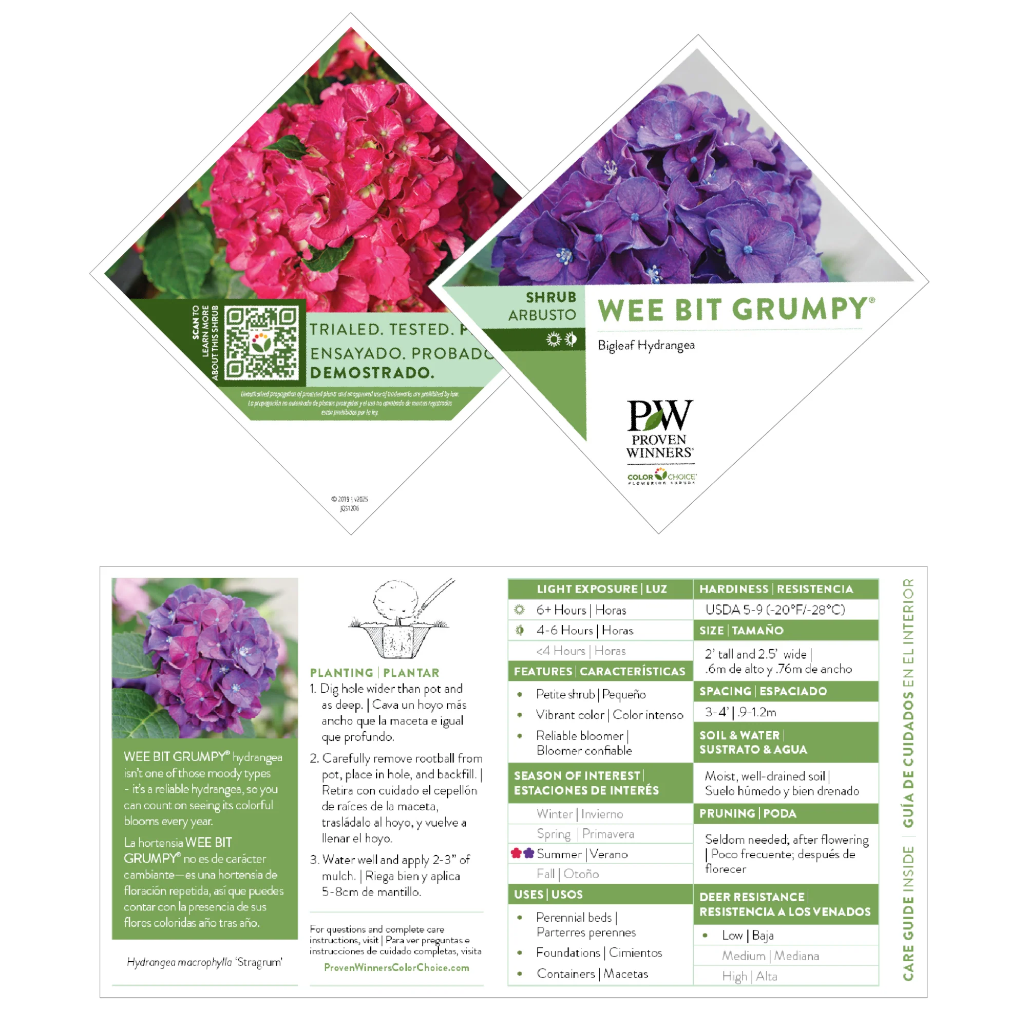 Wee Bit Grumpy® Bigleaf Hydrangea (macrophylla) - Image 9