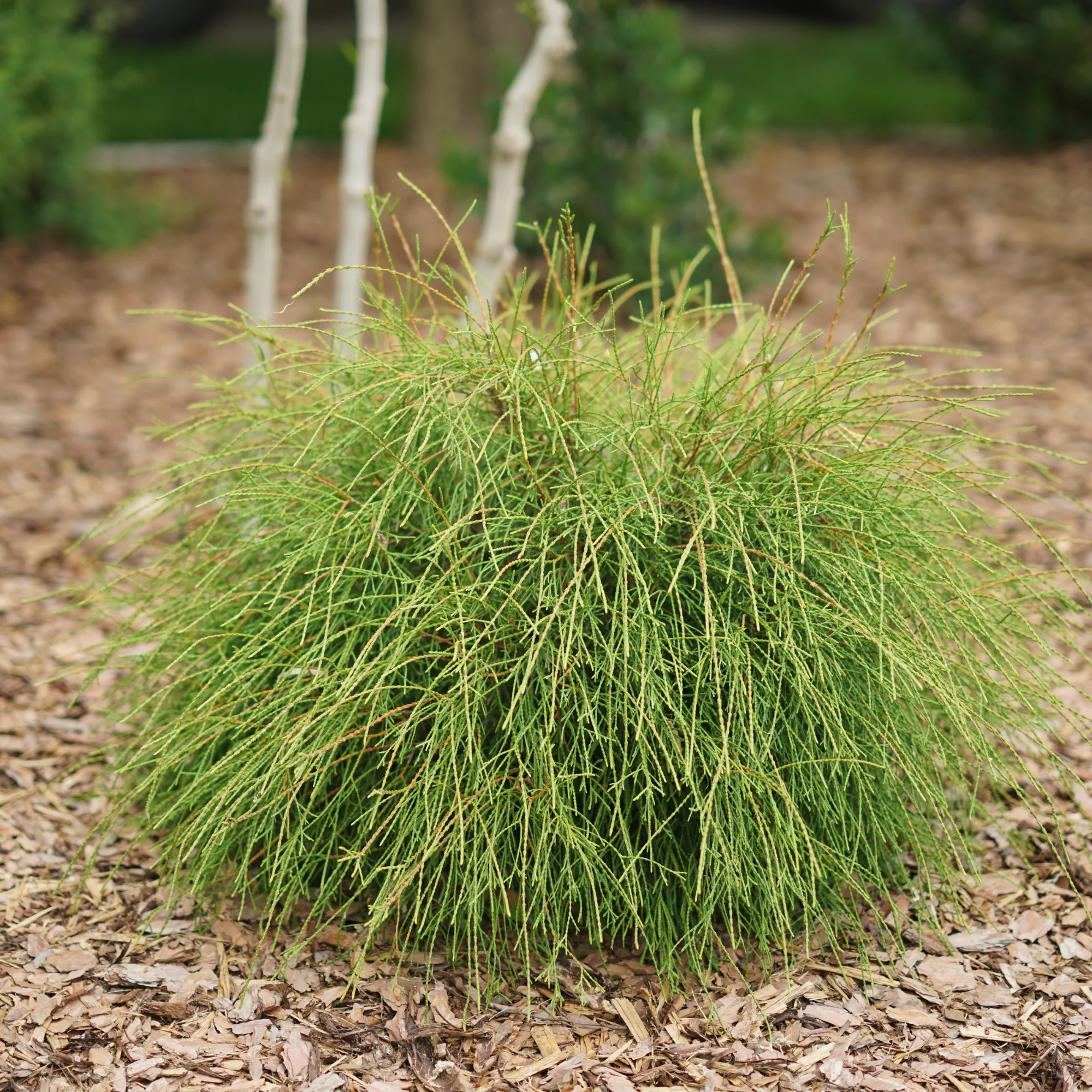 Whip It Good® Arborvitae (Thuja occidentalis) | Proven Winners® New Variety 2026 - Image 3