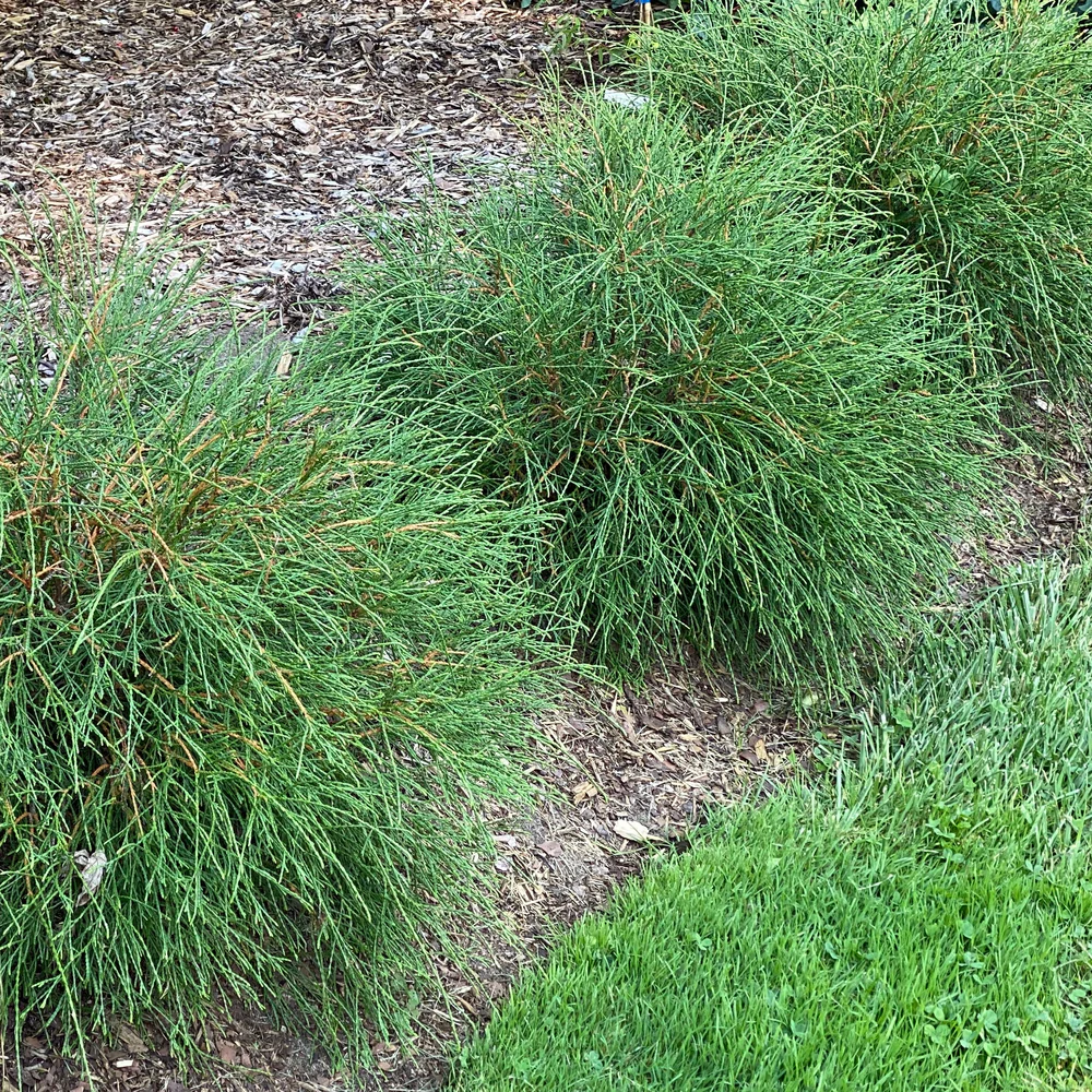 Whip It Good® Arborvitae (Thuja occidentalis) | Proven Winners® New Variety 2026 - Image 4