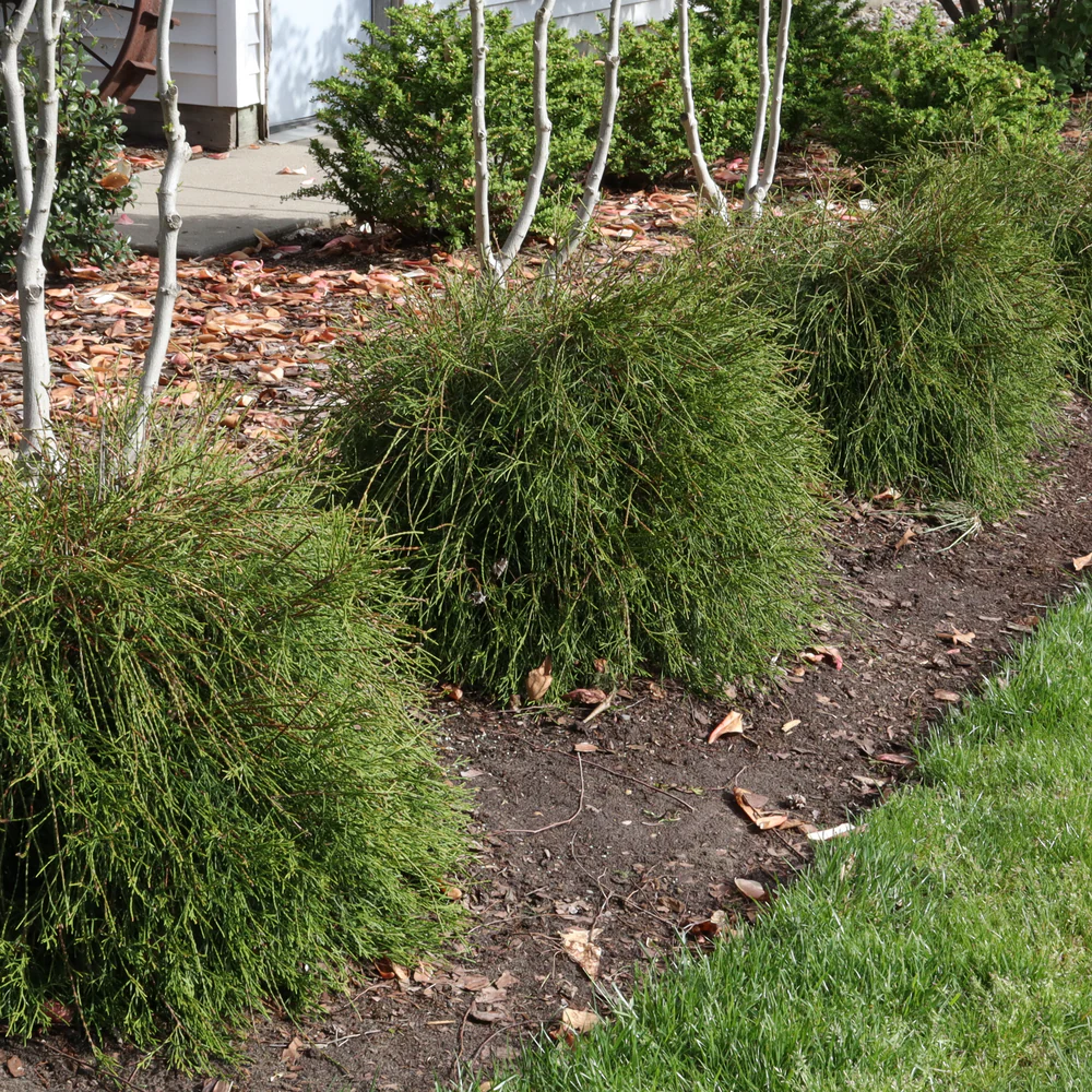Whip It Good® Arborvitae (Thuja occidentalis) | Proven Winners® New Variety 2026 - Image 5