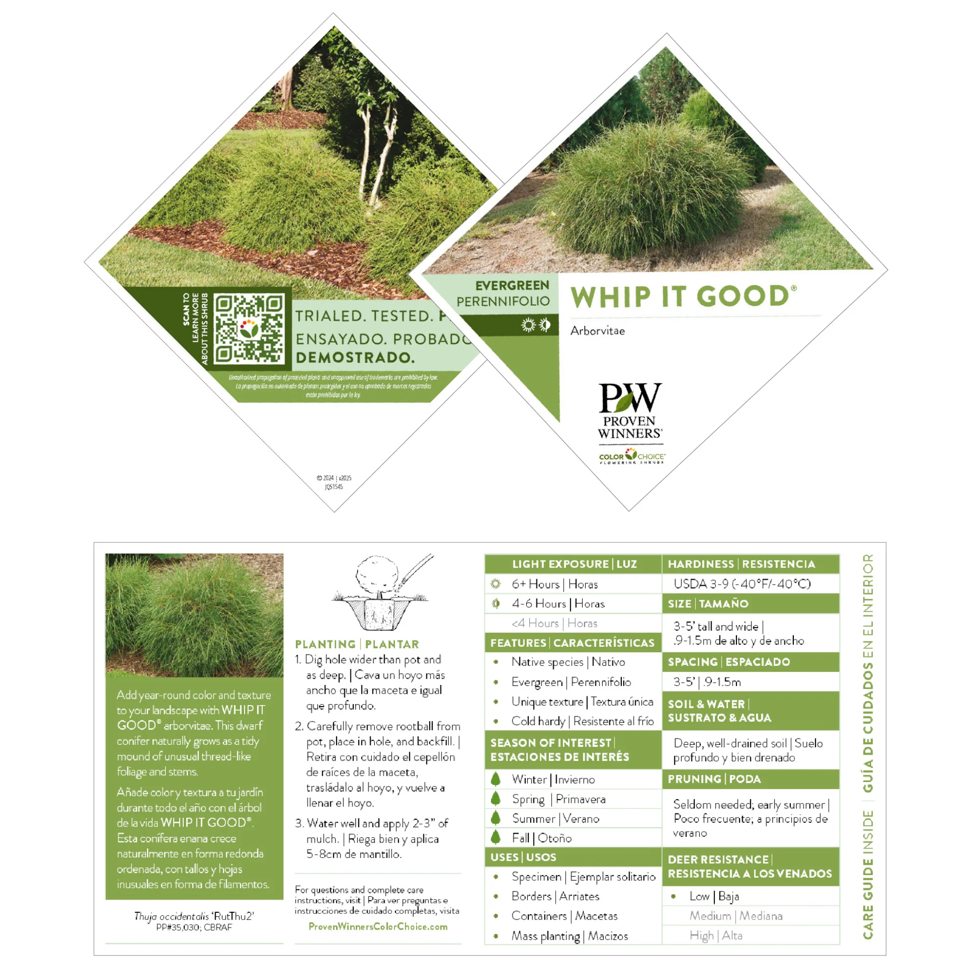Whip It Good® Arborvitae (Thuja occidentalis) | Proven Winners® New Variety 2026 - Image 7