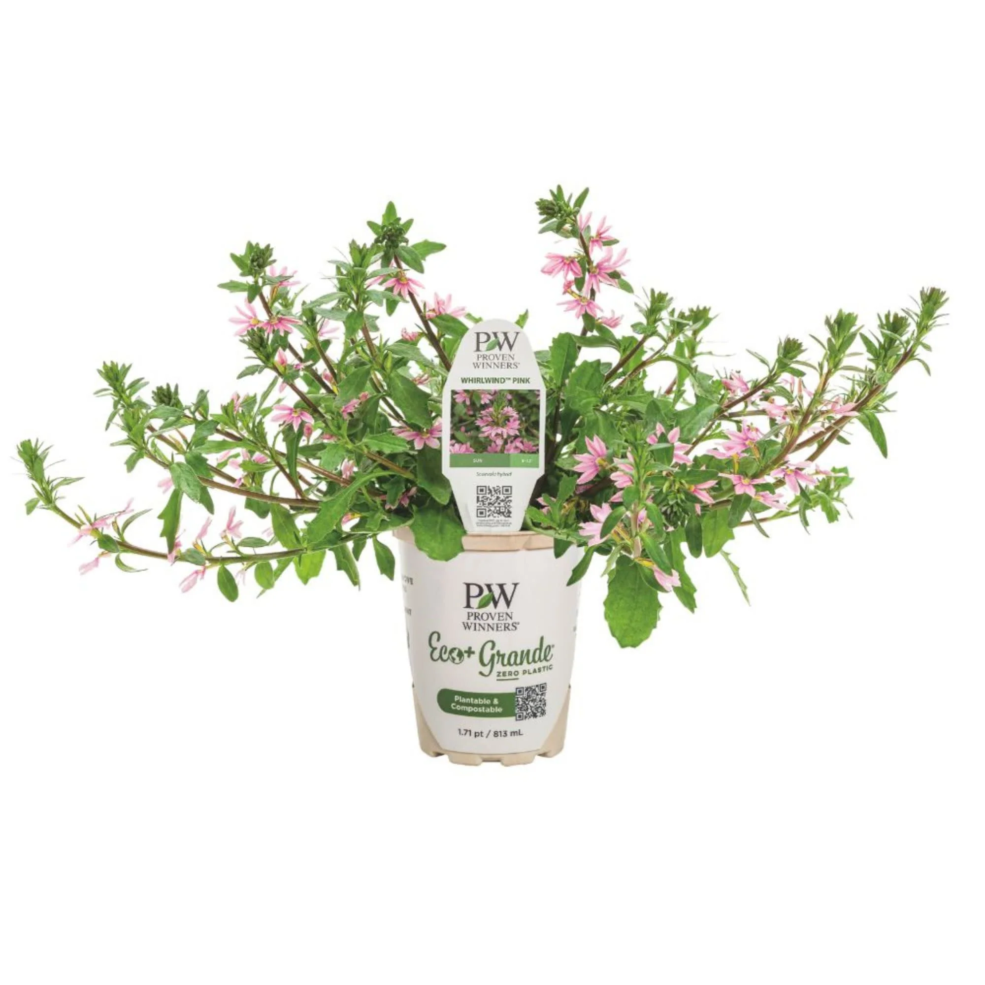 Whirlwind® Pink Fan Flower (Scaevola aemula) - Image 2