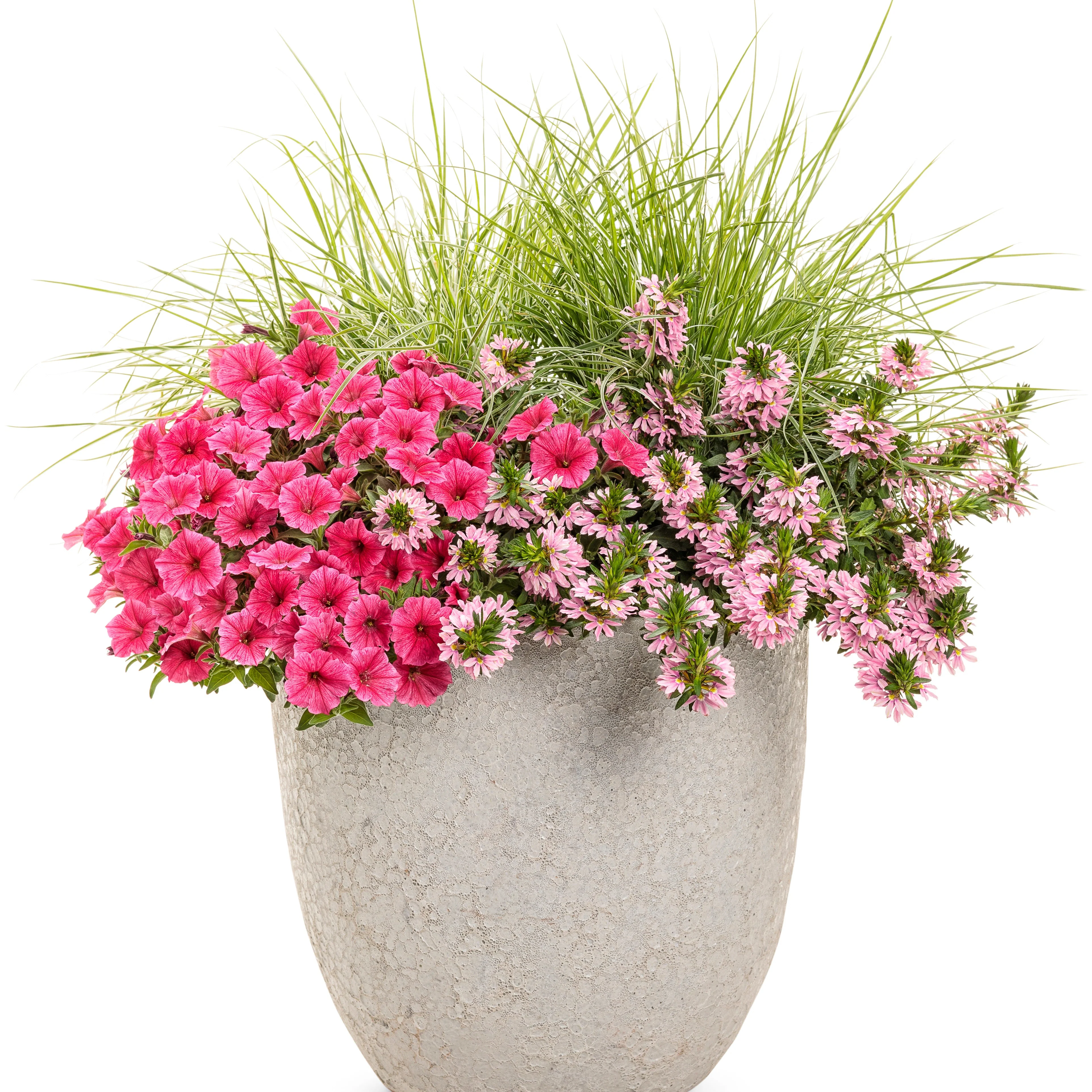 Whirlwind® Pink Fan Flower (Scaevola aemula) - Image 4