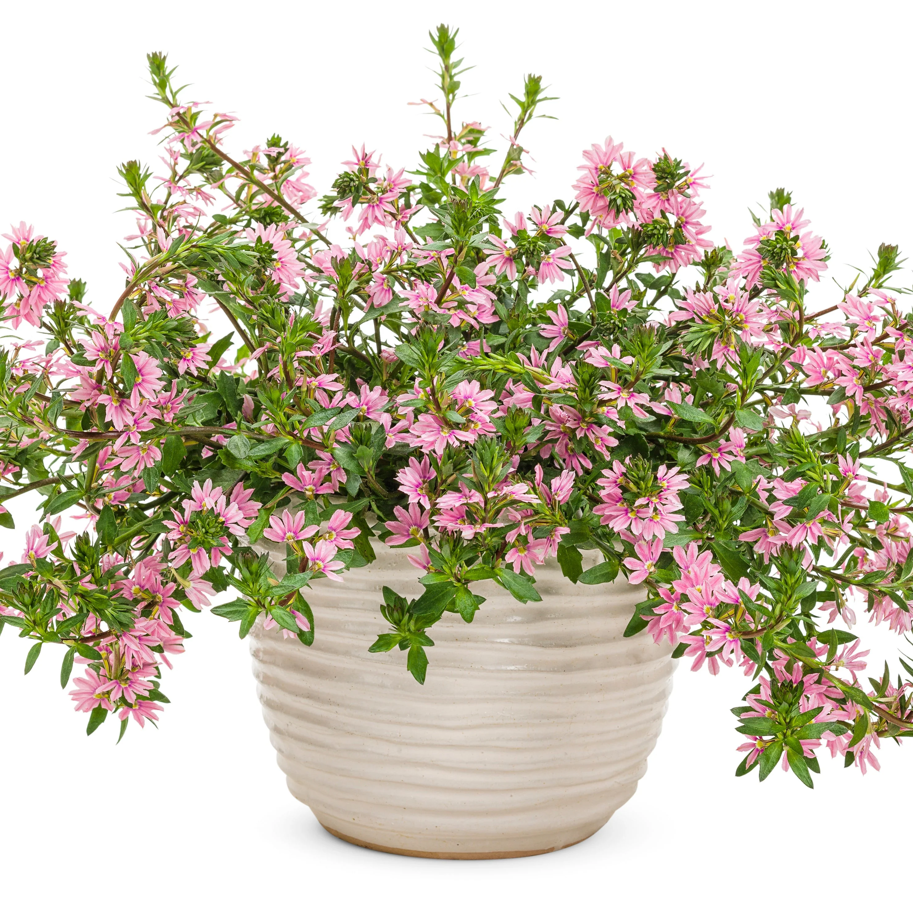 Whirlwind® Pink Fan Flower (Scaevola aemula) - Image 5