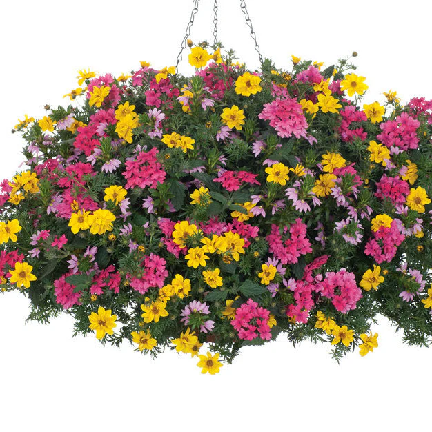 Whirlwind® Pink Fan Flower (Scaevola aemula) - Image 6