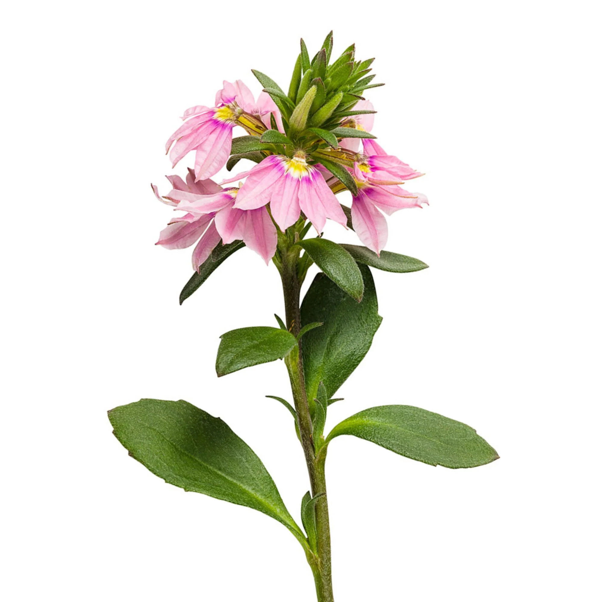 Whirlwind® Pink Fan Flower (Scaevola aemula) - Image 7