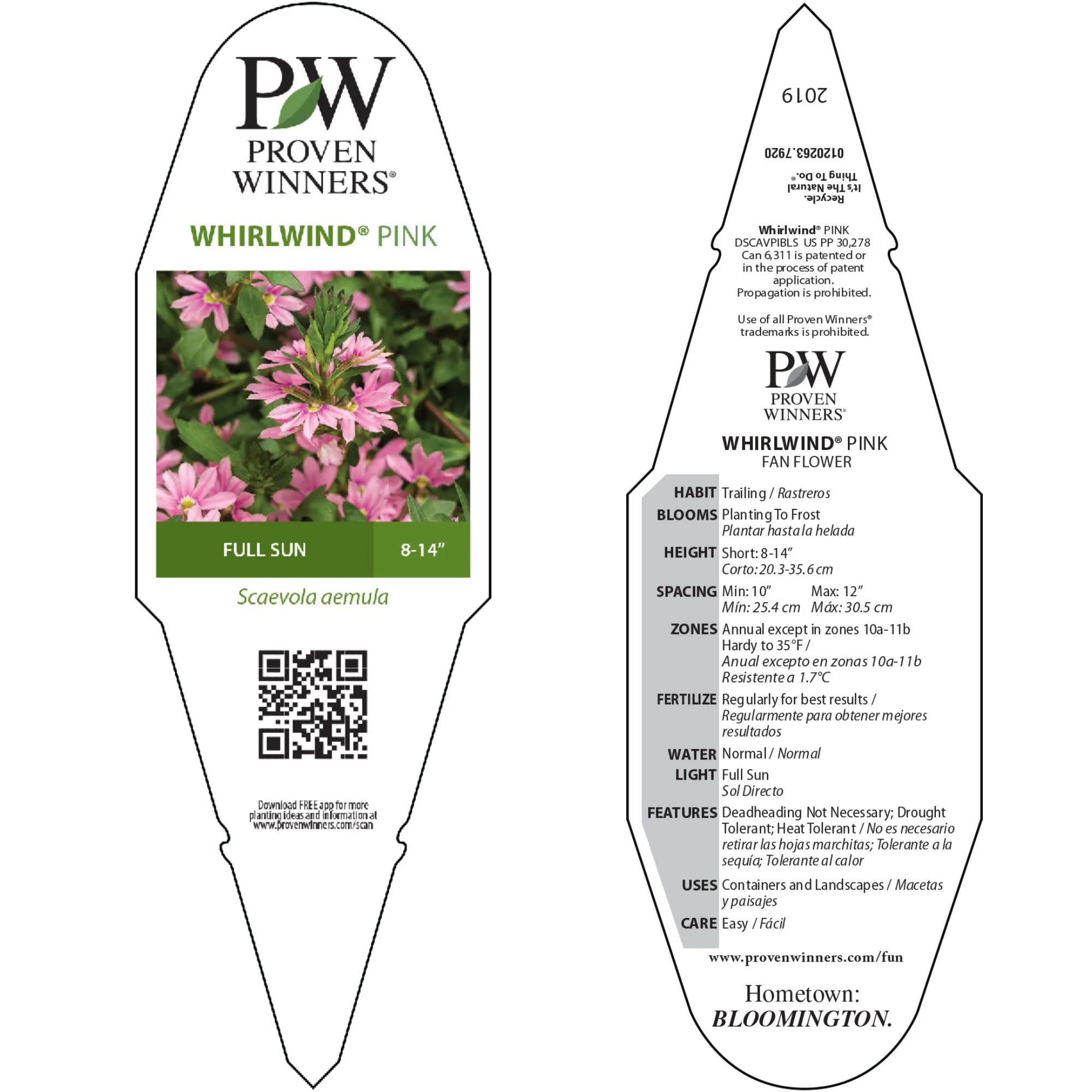 Whirlwind® Pink Fan Flower (Scaevola aemula) - Image 9