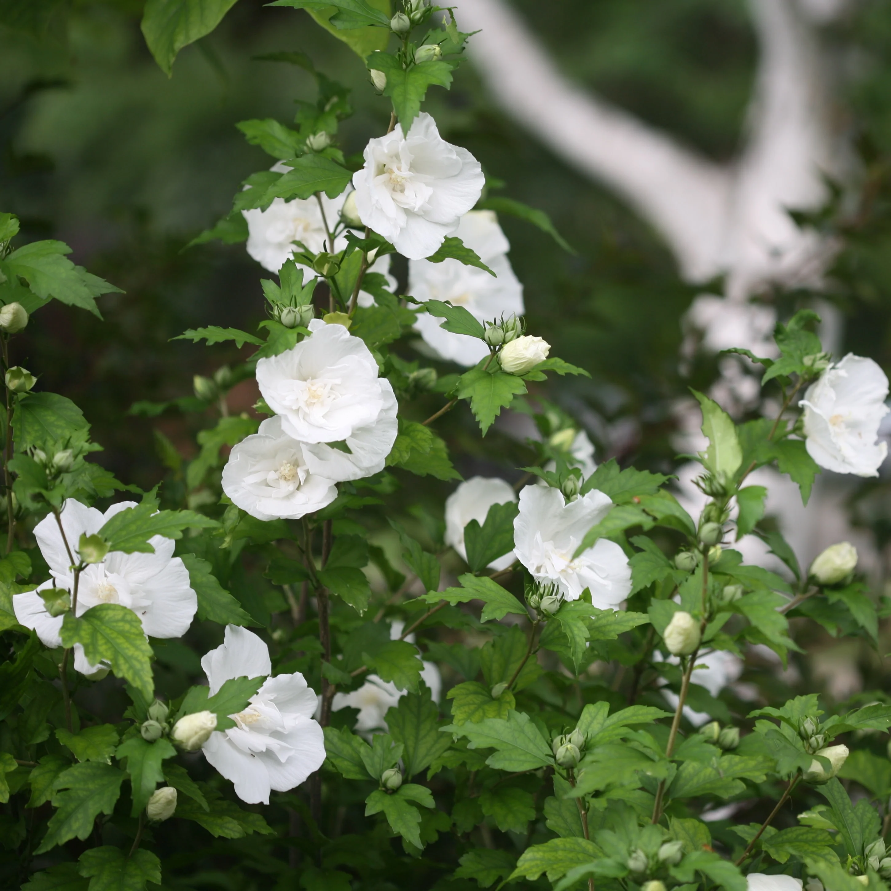 White Chiffon® Rose of Sharon (Hibiscus syriacus) - Image 4