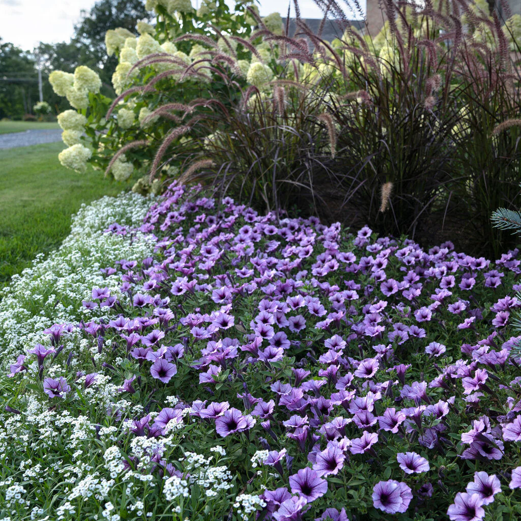 White Knight® Sweet Alyssum (Lobularia hybrid) - Image 7