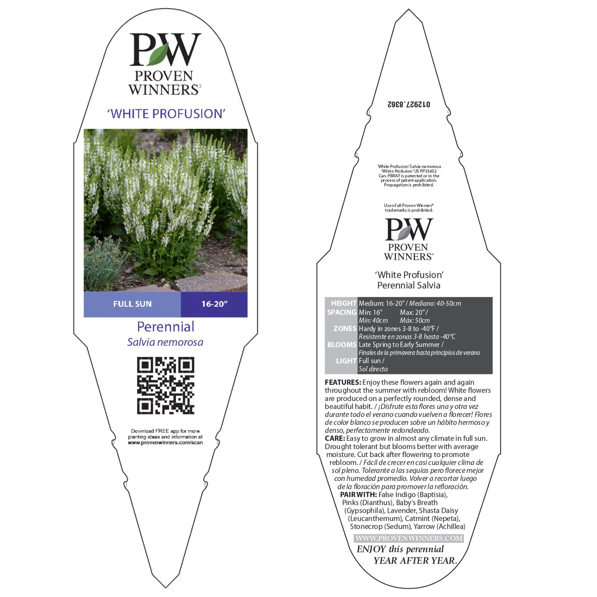 'White Profusion' Perennial Salvia (Salvia nemorosa) - Image 10