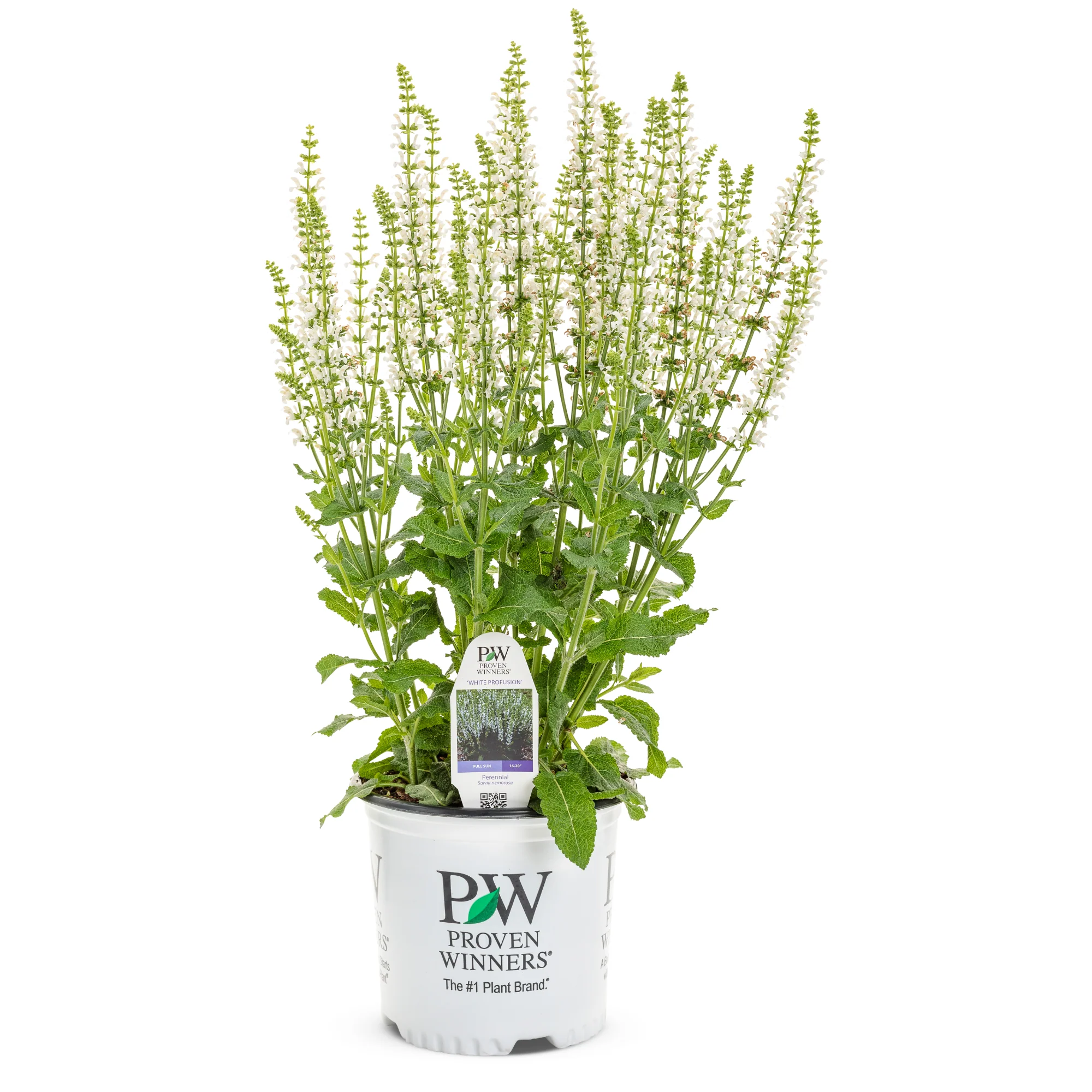 'White Profusion' Perennial Salvia (Salvia nemorosa) - Image 2
