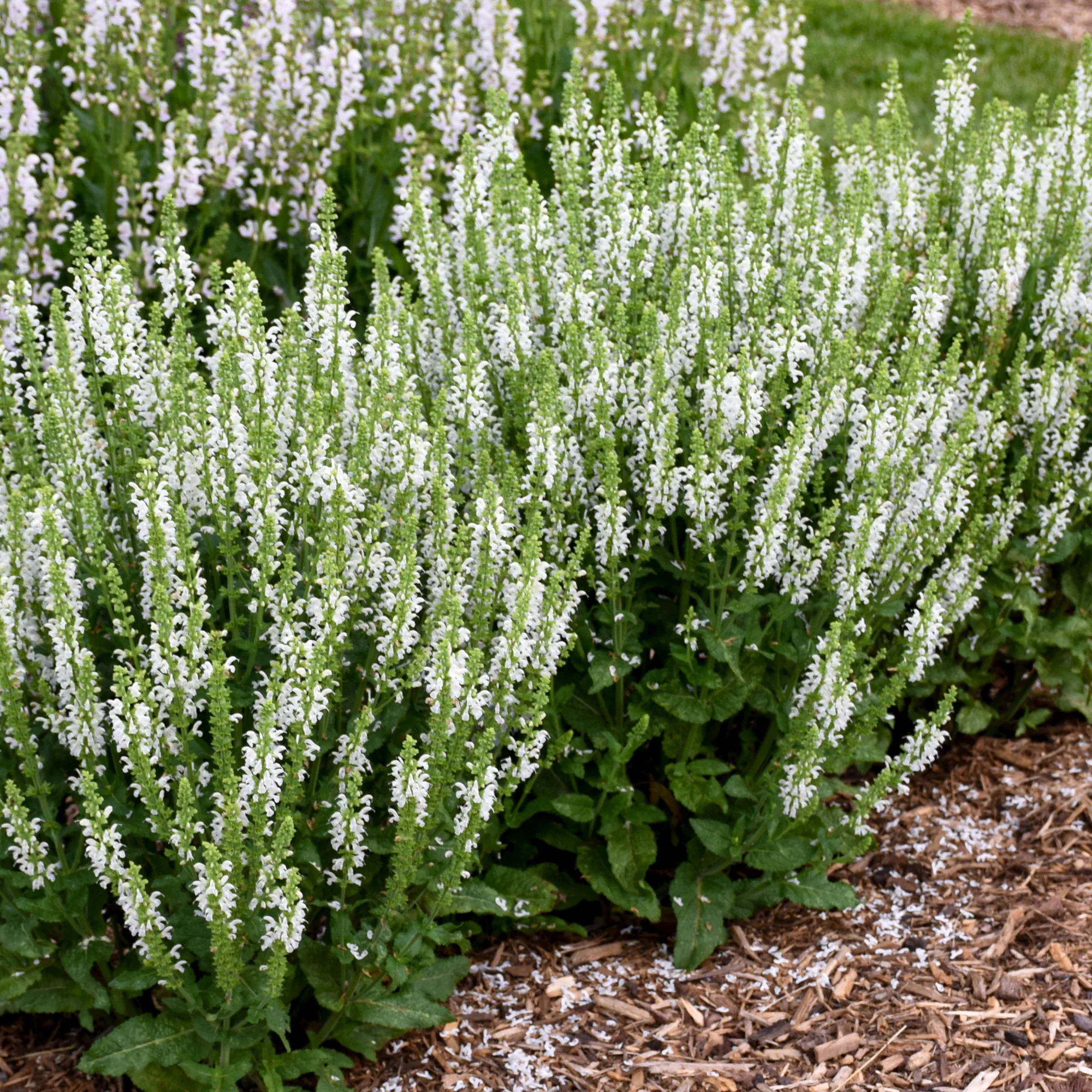 'White Profusion' Perennial Salvia (Salvia nemorosa) - Image 4