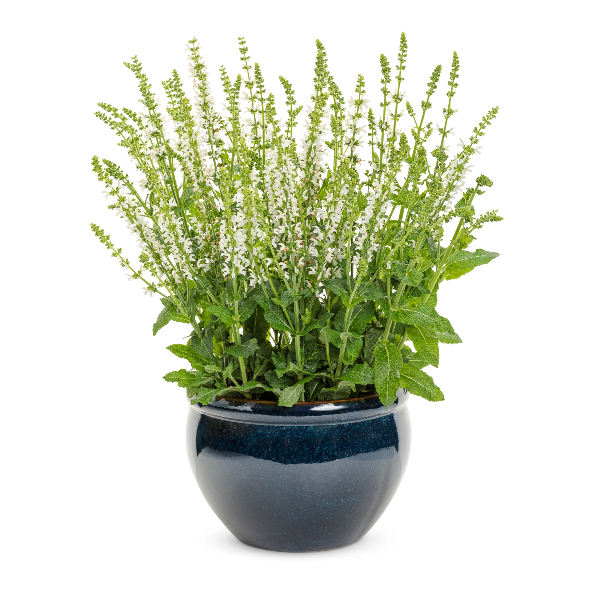 'White Profusion' Perennial Salvia (Salvia nemorosa) - Image 5