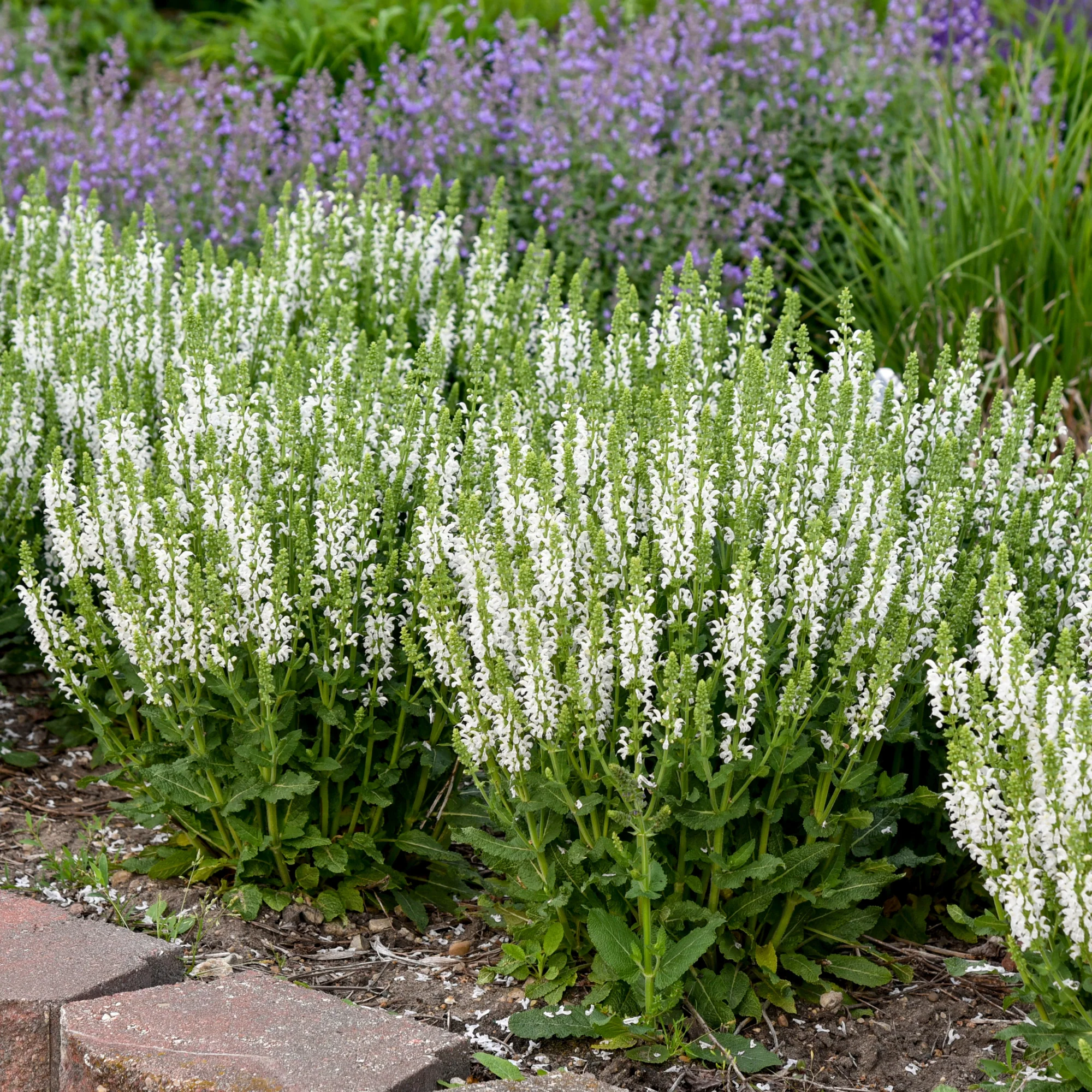 'White Profusion' Perennial Salvia (Salvia nemorosa) - Image 6