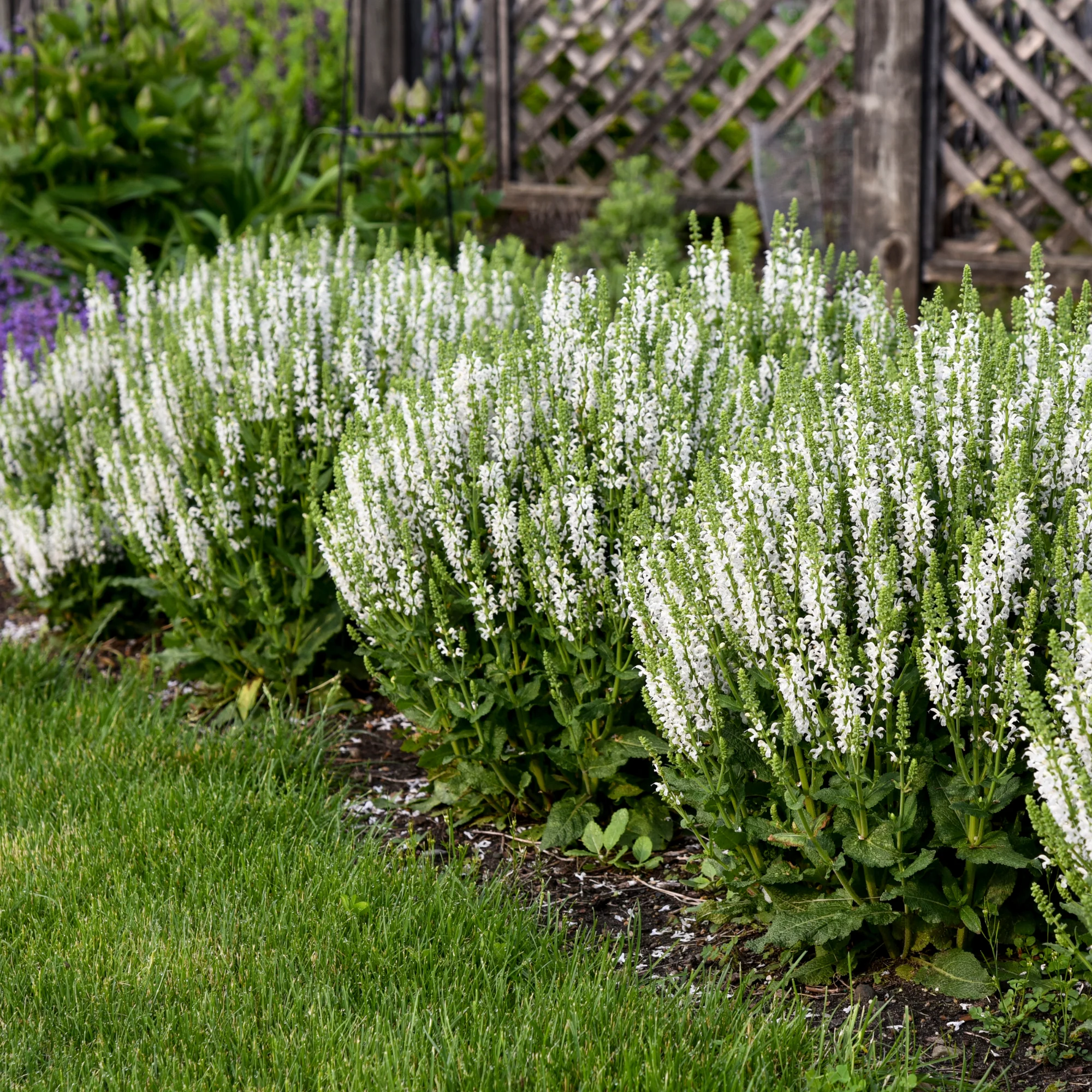 'White Profusion' Perennial Salvia (Salvia nemorosa) - Image 7