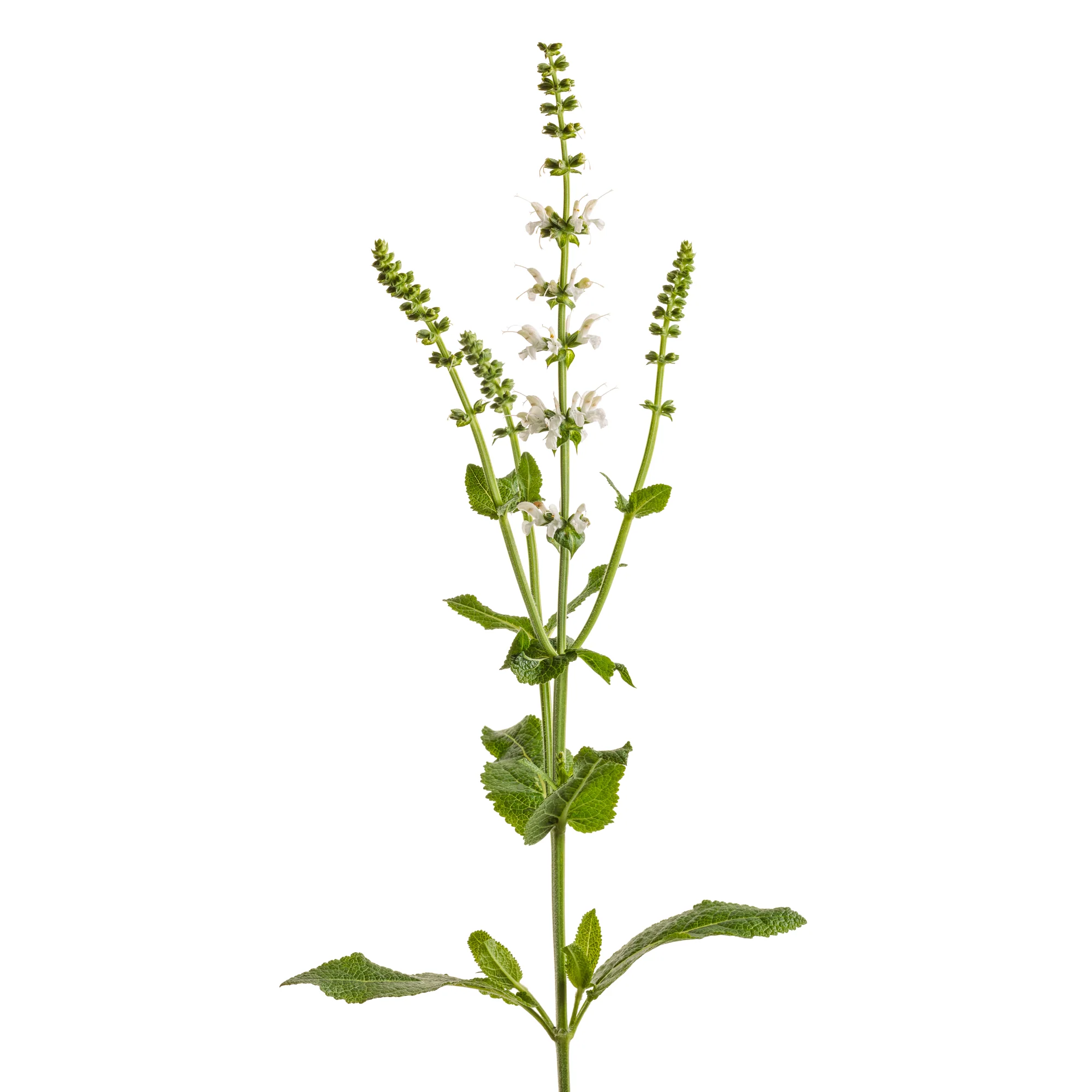 'White Profusion' Perennial Salvia (Salvia nemorosa) - Image 8