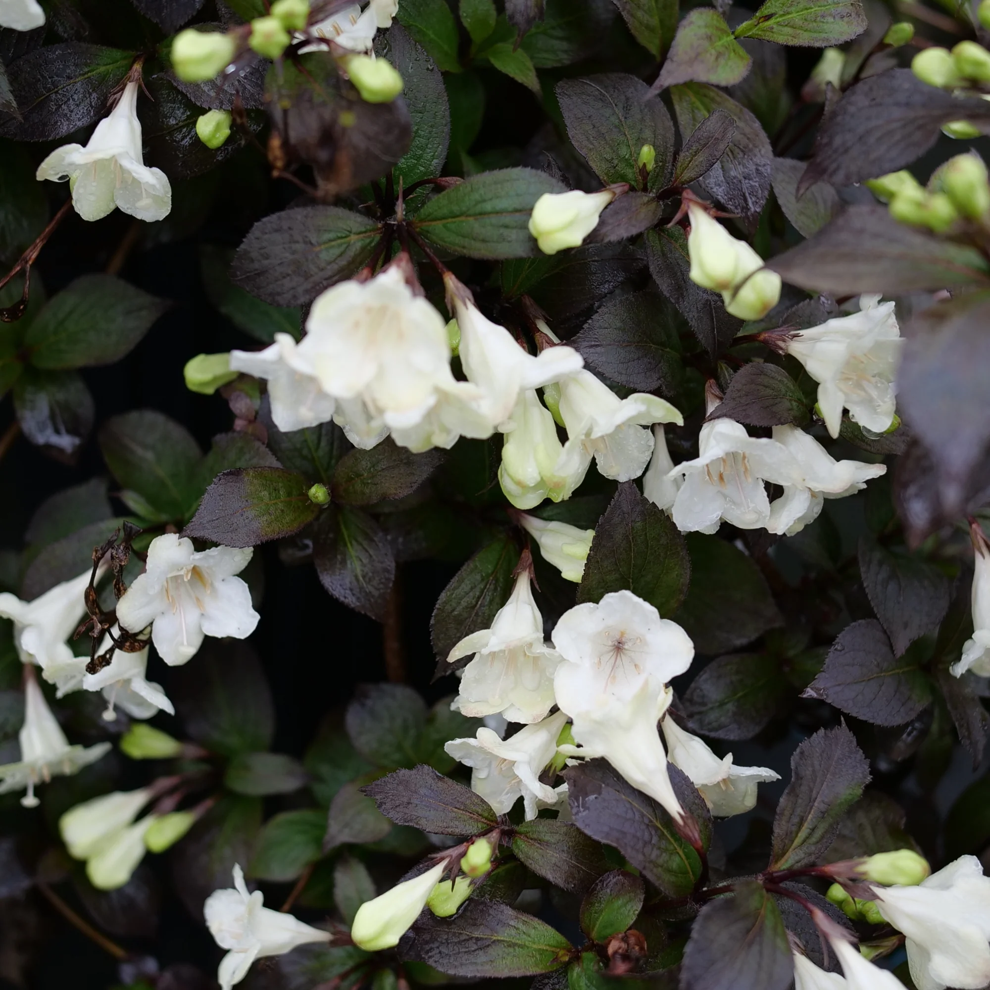 Wine & Spirits® Weigela (florida) - Image 3