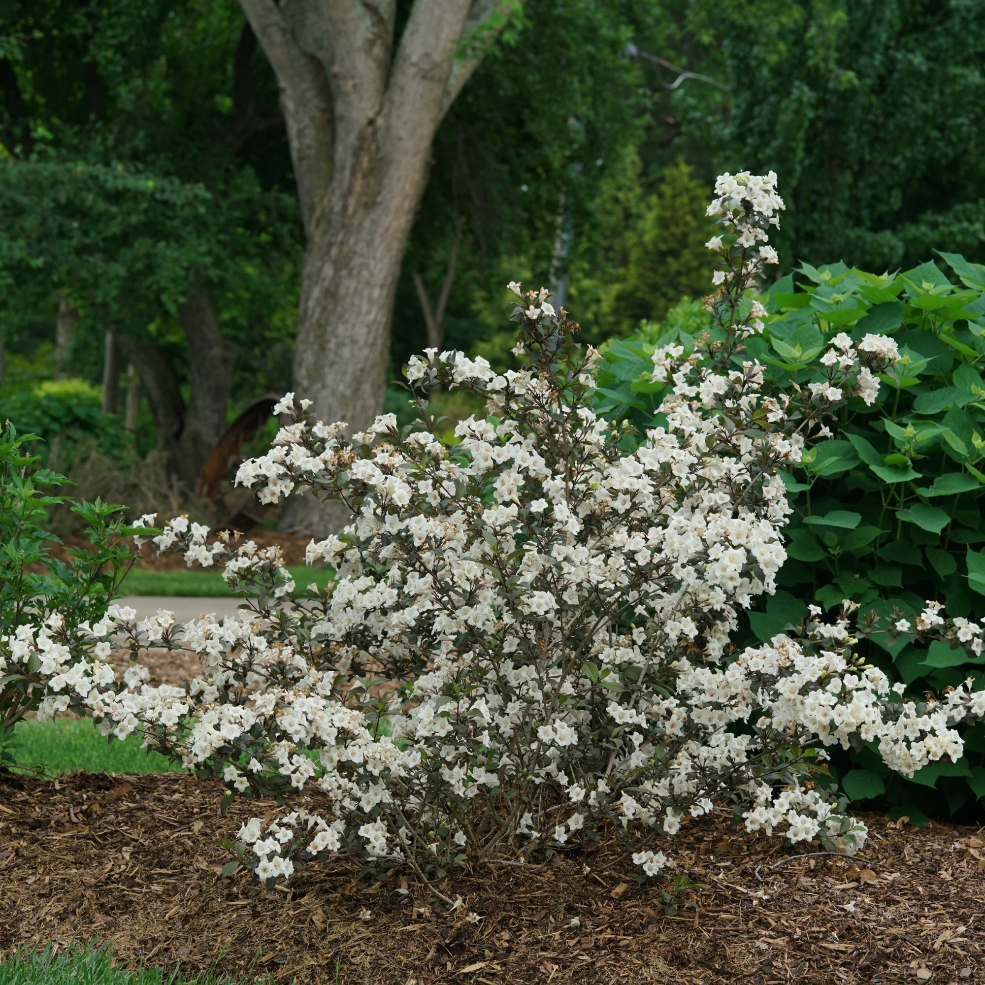 Wine & Spirits® Weigela (florida) - Image 4