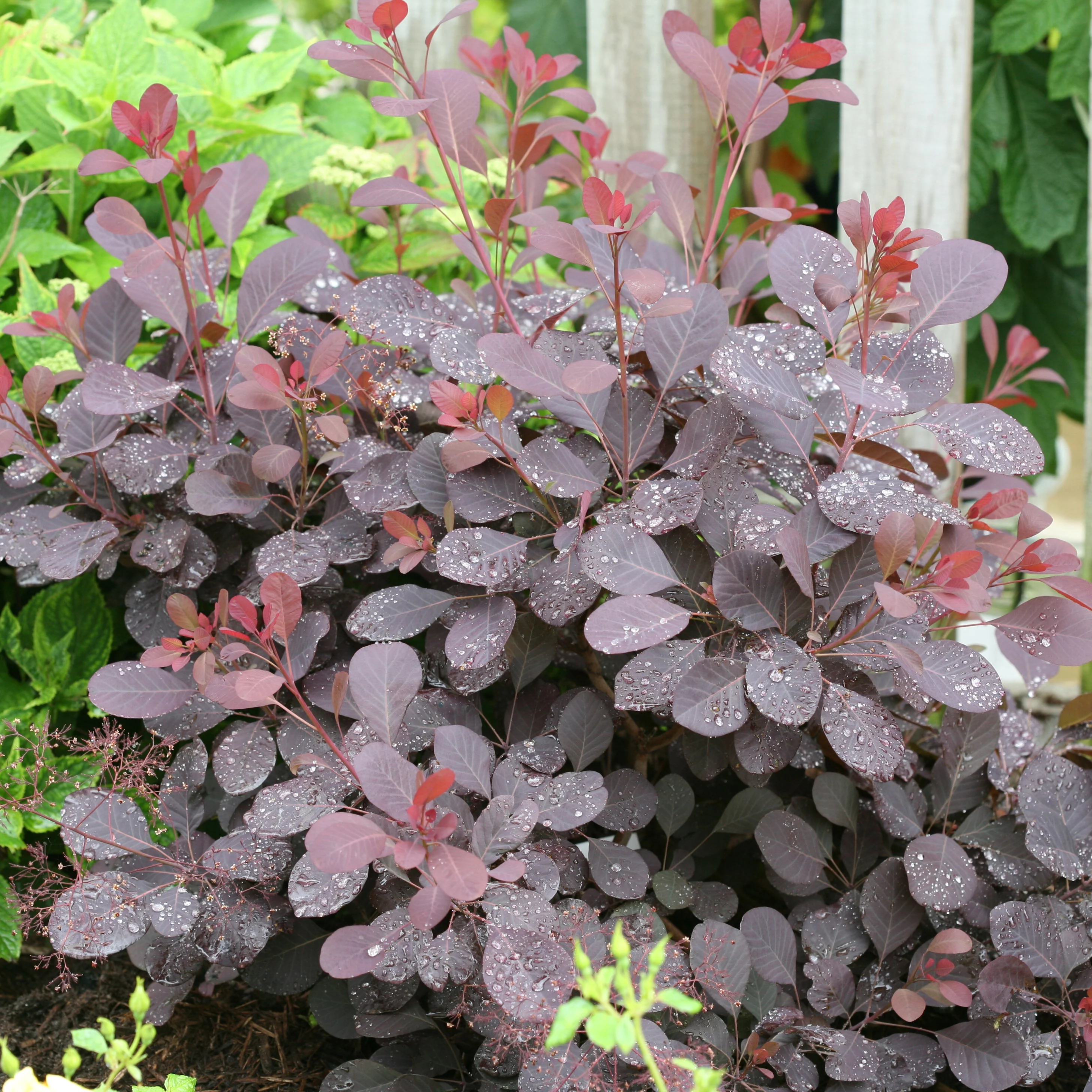 Winecraft Black® Smokebush (Cotinus coggygria) - Image 11