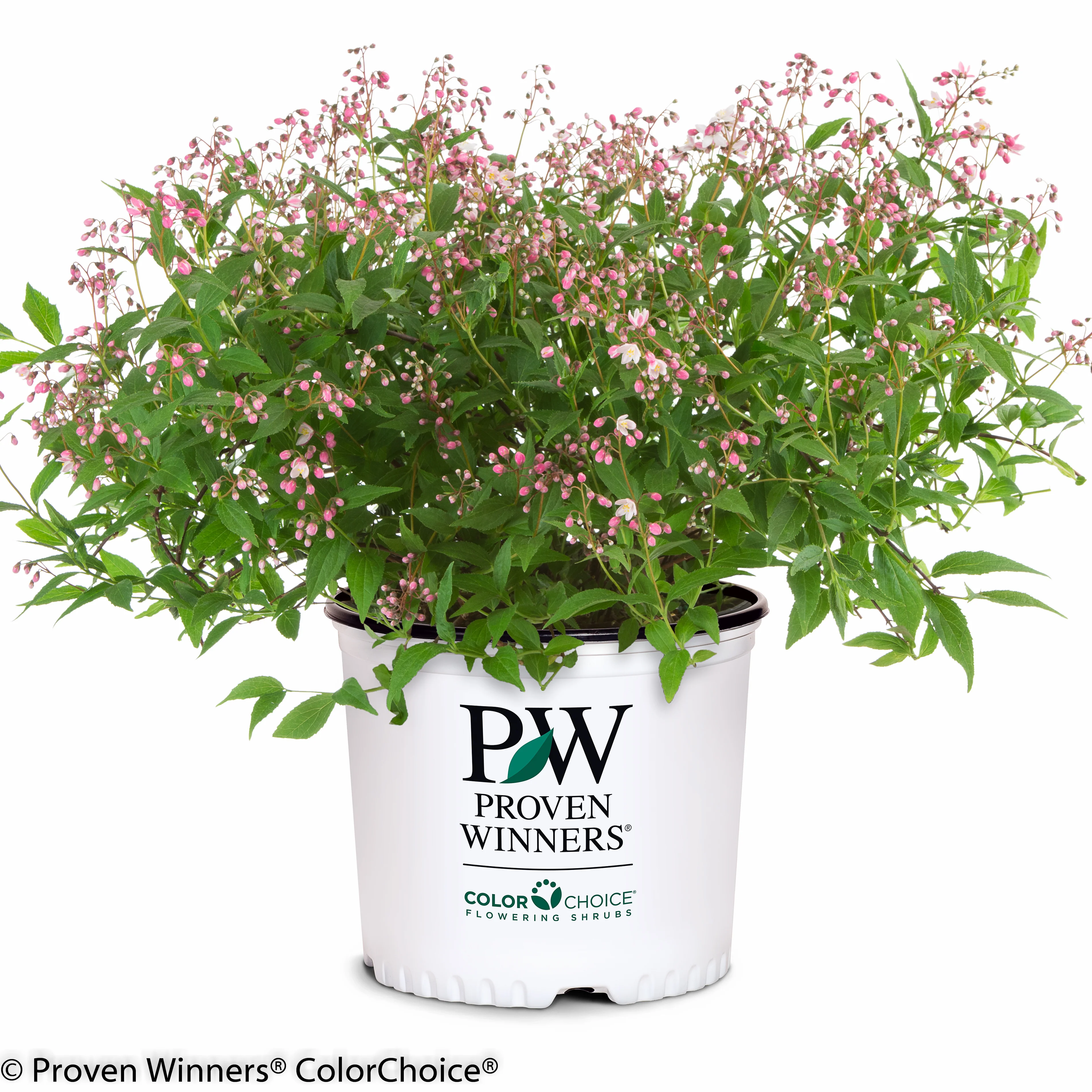 Yuki Cherry Blossom® Deutzia - Image 2