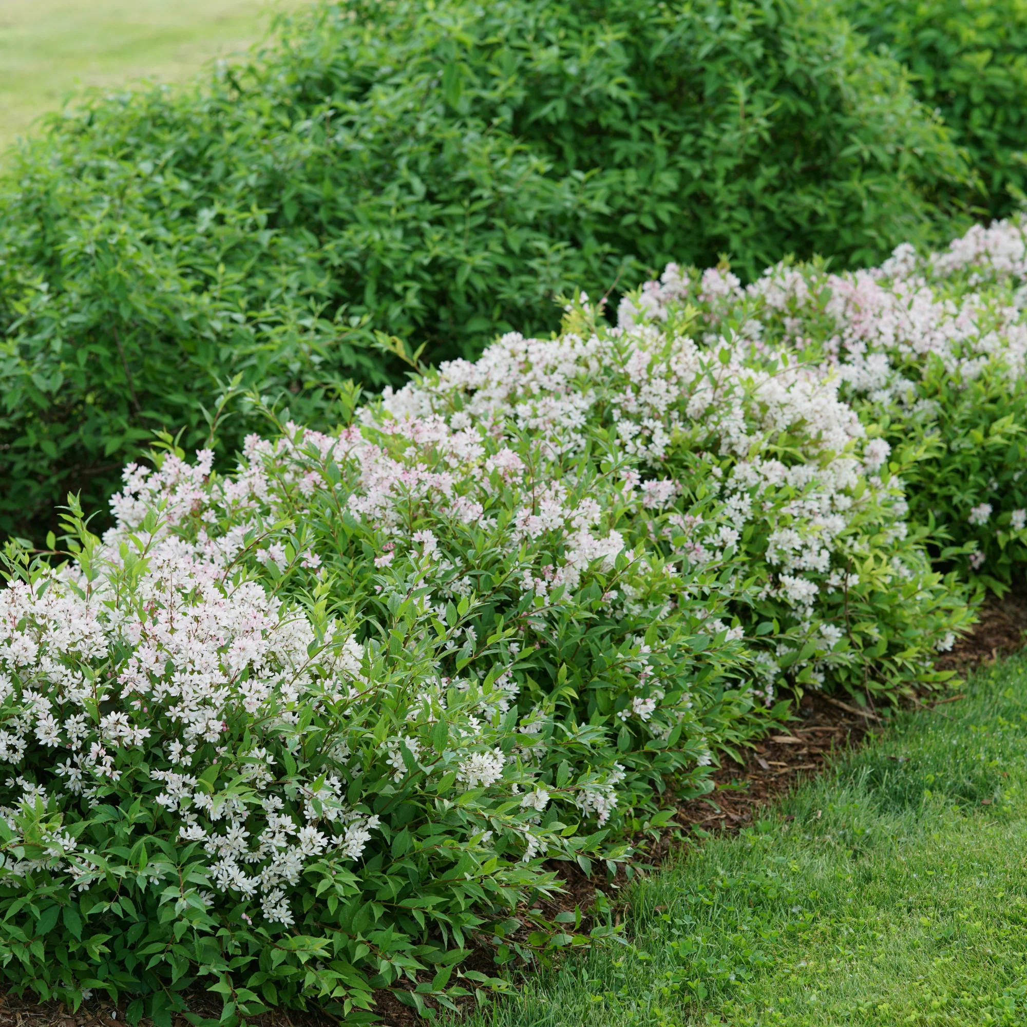 Yuki Cherry Blossom® Deutzia - Image 4