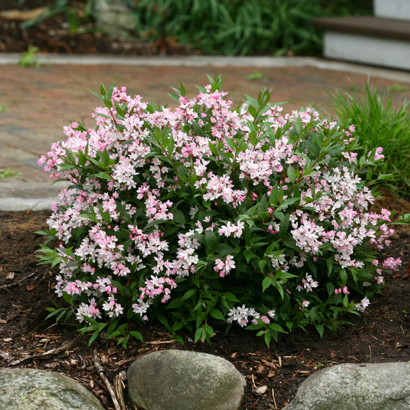 Yuki Cherry Blossom® Deutzia - Image 5