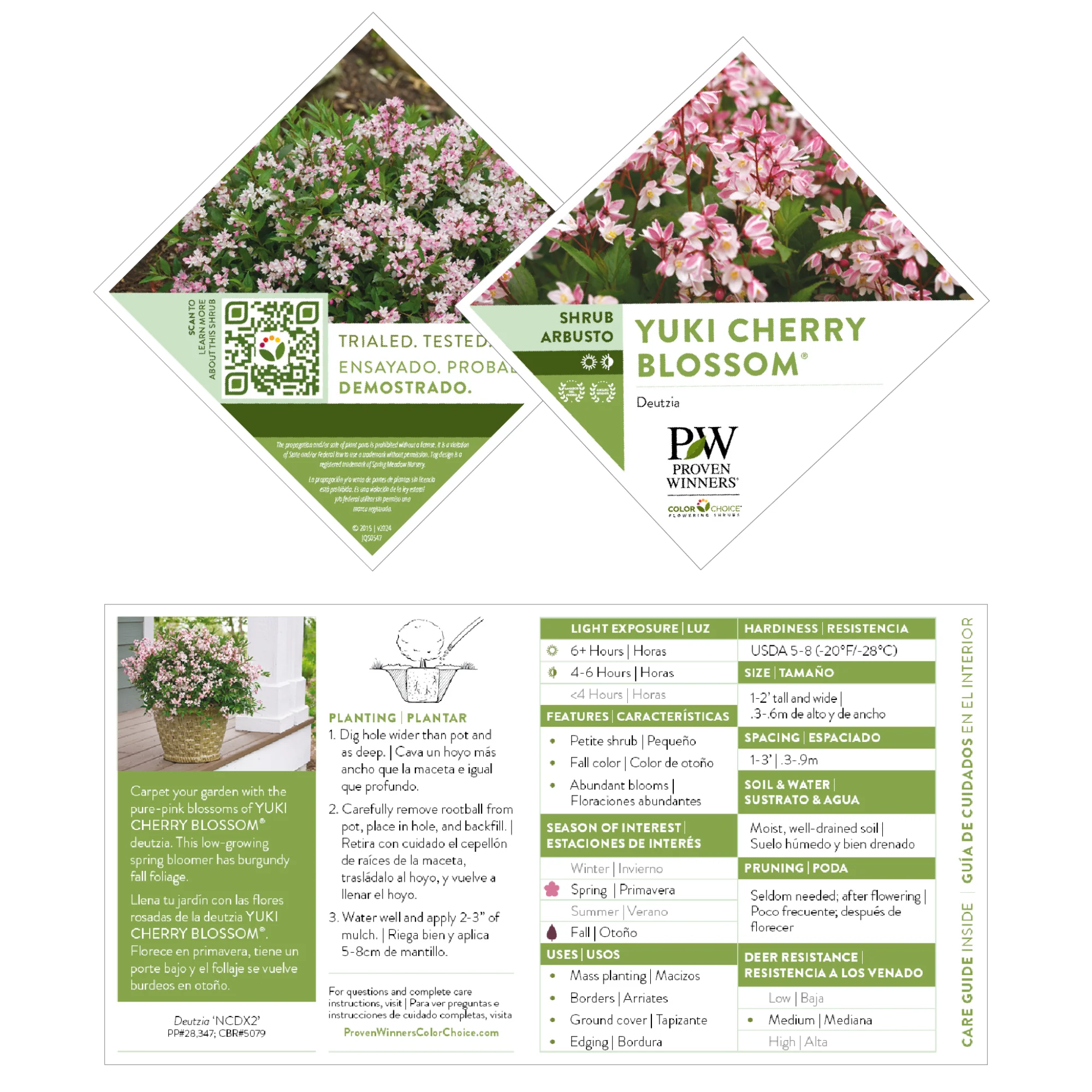 Yuki Cherry Blossom® Deutzia - Image 7