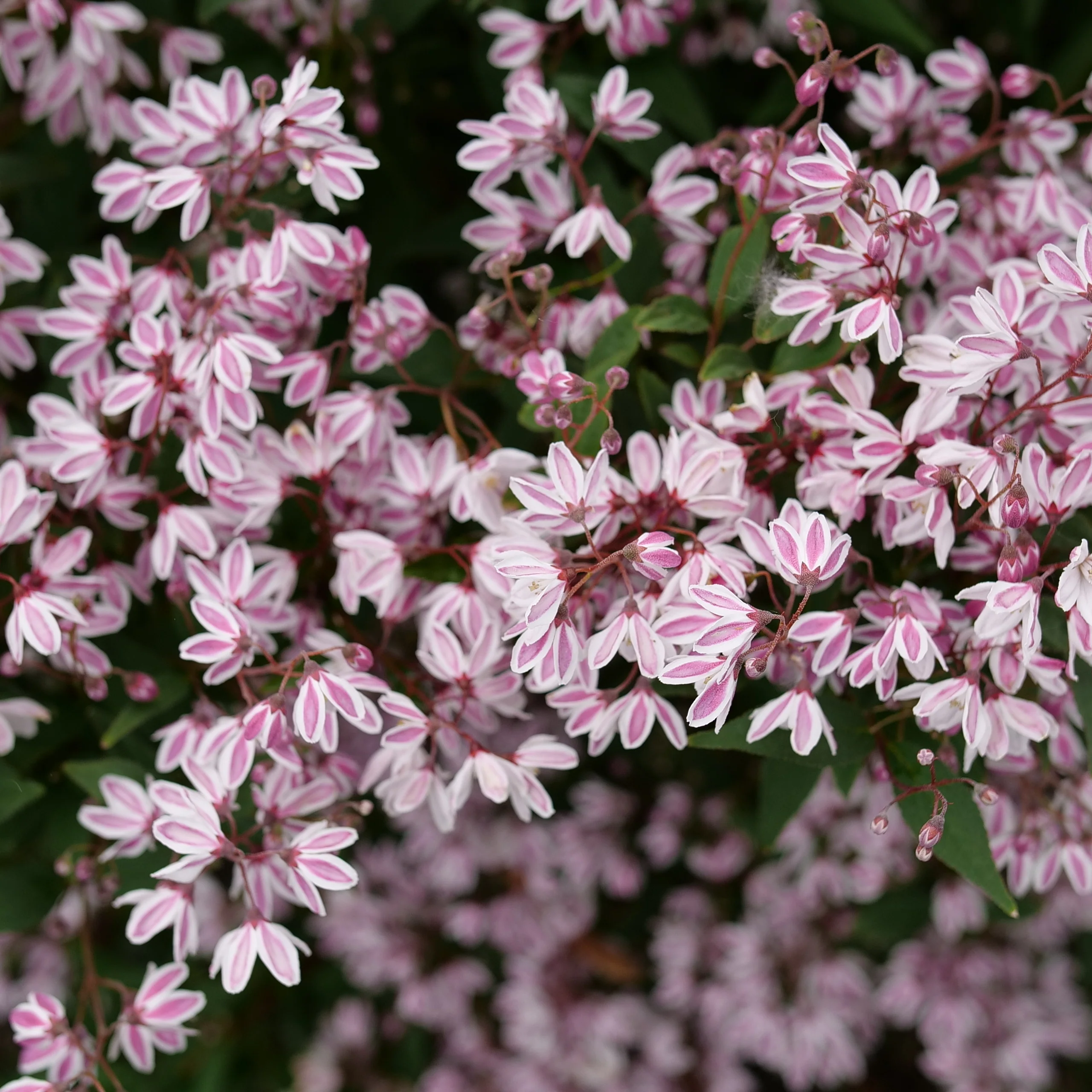 Yuki Kabuki® Deutzia - Image 5