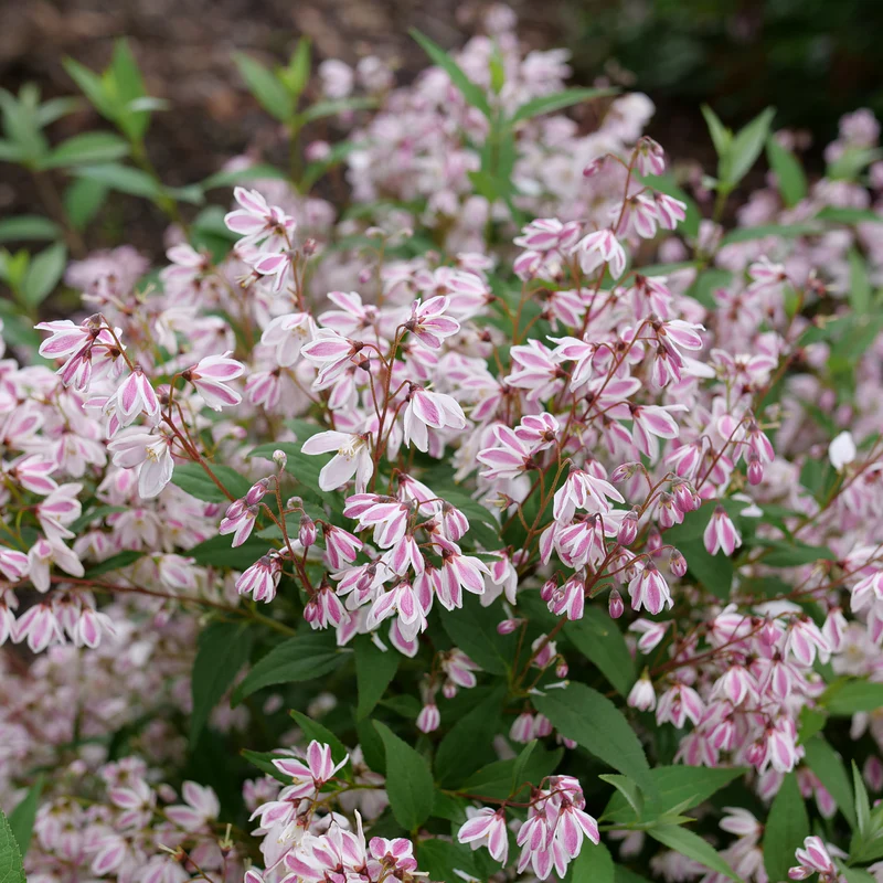 Yuki Kabuki® Deutzia - Image 9